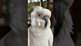 Wind-Blown Cockatoo Looks Like a Completely Different Creature! 風に吹かれて別の生き物みたいなモフたん #birds #shorts