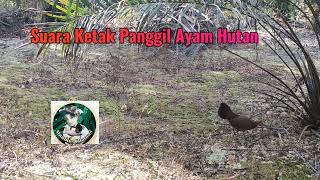 SUARA PIKAT BETINA PANGGIL AYAM HUTAN