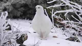 4K　燕岳の白雷鳥