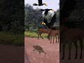 Two Deer 3 Toucan And Turtle #shortsviral