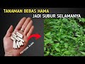 Ternyata cukup pake ini Tanaman BEBAS dari HAMA selamanya !!