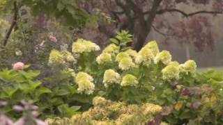 'Limelight' Hardy Hydrangea Paniculata