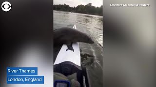 WEB EXTRA: Seal Climbs Into Boat In River Thames