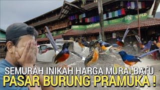 PASAR TERMURAH ! BURUNG MURAI BATU KINI SEMAKIN DI BAWAH STANDAR HARGANYA PASAR BURUNG PRAMUKA