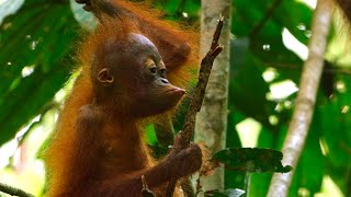 Baby Orangutan Needs a Hand | 4K UHD | Seven Worlds One Planet | BBC Earth