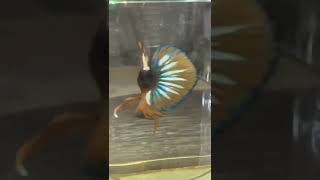 Thai Betta Yellow Hellboy (タイベタイエローヘルボーイオス)