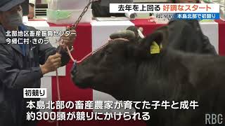 子牛1頭180万円あまりの高値 北部で初競り