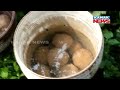 police recovered crude bomb from murshidabad