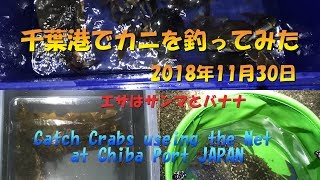 千葉港でカニ網で釣ってみた