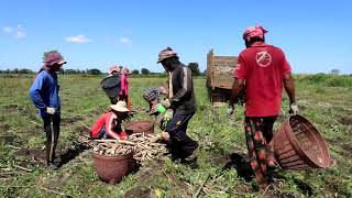 Video Success Farmer Thai Sderng in Casava in KPC Under AIMS Project