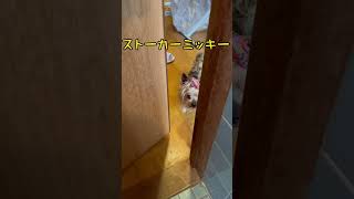 ストーカーされるも可愛いくて嬉しいヨーキー「ミッキー」15歳11か月 #ヨーキー #ヨークシャテリア #愛犬