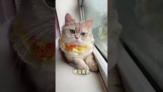 108 今天喜欢我了吗？ #可爱猫咪 #超治愈的小萌猫 #猫咪