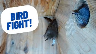 Bluebirds Attack House Wren to Defend Territory!