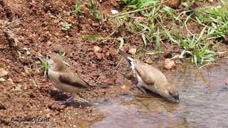 Indian Silverbill