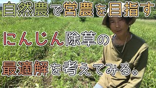 【自然農で営農を目指す】#31にんじん除草の最適解を考えてみました。