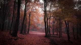 Spooky Autumn Music – Haunted Autumn Forest | Dark, Mystery