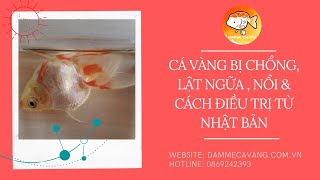 CÁ VÀNG BỊ CHỔNG, LẬT, NỔI VÀ CÁCH TRỊ TỪ NHẬT BẢN #DamMeCaVang | ĐAM MÊ CÁ VÀNG