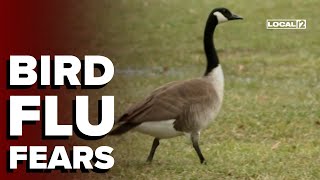 Dead geese spark bird flu concerns in Greater Cincinnati