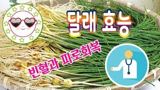 달래 효능 과 부작용 봄나물 달래의 건강의 이점