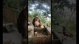 原来不是只有人才会有这种情感~#monkey #猴子 #animals