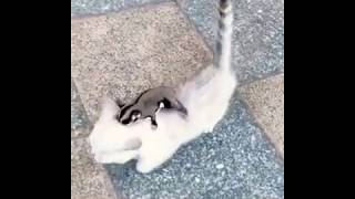 LOL 😆 chipmunk saddled a kitten😂 best video 2020! Funny animals...