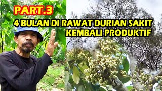 Dengan Sabar Merawat Durian Kampung  Mati Ranting & Malas Berbuah akhirnya !!! PART.3