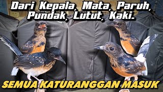 🔴 INI BARU YANG NAMANYA TROTOL ISTIMEWA ‼️🔥🔥🔥