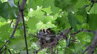 TIL how some birds keep their nests clean (warning: it's gross)