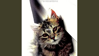 温和小猫梦想