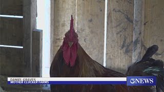 Local business sees egg prices double