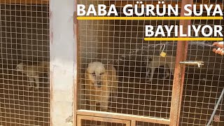 SUYU BU KADAR SEVEN BİR KÖPEK DAHA VAR MIDIR ACABA BABA GÜRÜN FARKI