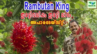 RAMBUTAN KING | ഇരട്ടി വലിപ്പം ഇരട്ടി ലാഭം അപാര ടേയ്സ്റ്റ്| #rambuttanking