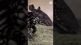 Endangered tapir born at Point Defiance Zoo #Shorts