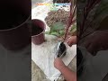 PLANTING DRACAENA (TI PLANT )#tranding #plants #thegreenguru #ytshort