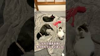 【満席】ホットカーペットに気付いちゃった犬と猫　#shorts