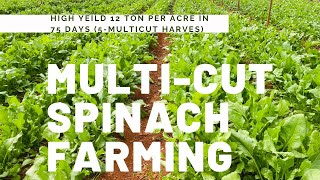 MULTI-CUT SPINACH GROWING COMPLETE VIDEO | HIGH YIELDING COMMERCIAL CULTIVATION |SPINACH FARMING