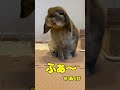 the rabbit who just woke up does 〇〇〇 bunny rabbit hollandlop animal pet shorts