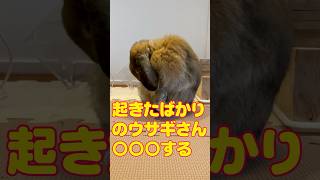 The rabbit who just woke up does 〇〇〇 #bunny #rabbit #hollandlop #animal #pet #shorts