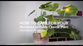 How to care for your Monstera or Swiss Cheese Plant | Grow at Home | Royal Horticultural Society