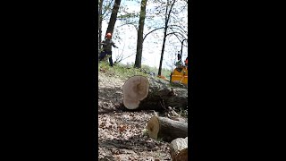 Skidding a 3000+ lb Red Oak Log with a compact tractor