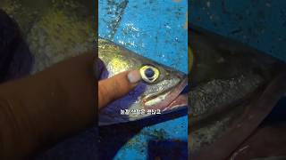 농어가 가삤네..하필 주말 직전에 #남해 #낚시 #fishing #제철생선 #바다 #유튜버 #농어 #주말