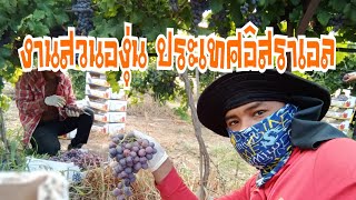 #แรงงานไทยในอิสราเอล งานสวนองุ่น🍇🇮🇱🤏🤏