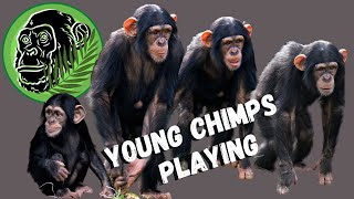 Baby Chimps Playing #animals