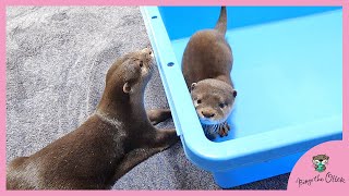 カワウソビンゴとベルのお風呂大戦争！Otter Bingo \u0026 Belle pool war!