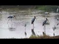 นกกาบบัว painted stork mycteria leucocephala bang poo บางปู