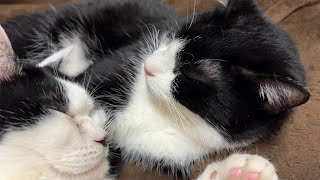 【癒し動画】くっついて眠るハチワレ猫たち【今日のオロイズ】