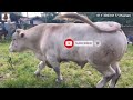 ternak lembu sejak berusia 15 tahun kini saudagar lembu haji