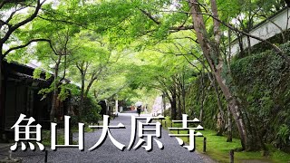 ［ 音無の滝 ］大原 三千院      魚山大原寺を散策   Gyozan taigenji Temple in Kyoto, Japan