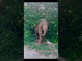 sri lankan elephant habarana sri lanka 🐘😍 elephants srilanka shorts