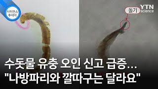 수돗물 유충 오인 신고 급증...\